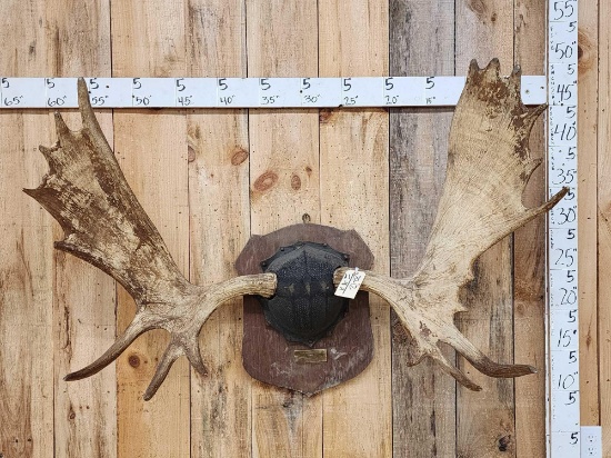 Vintage 52" Moose Antlers On Plaque