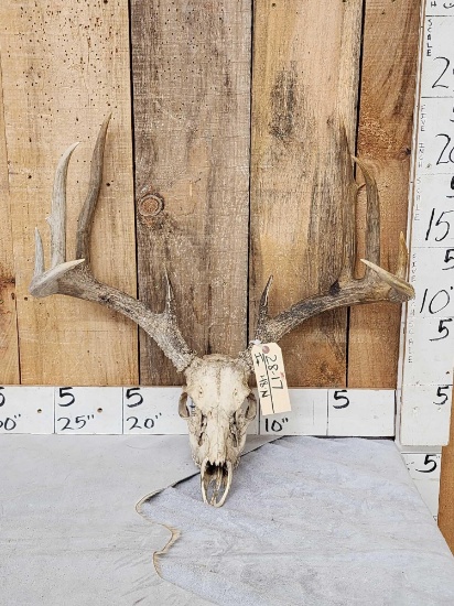 5x5 Whitetail Antlers On Skull