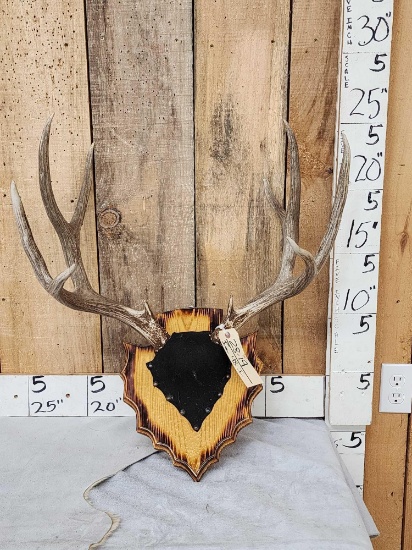5x5 Mule Deer Antlers On Plaque