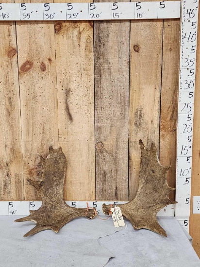 Small Set Of Moose Antlers Cut Below The Burr