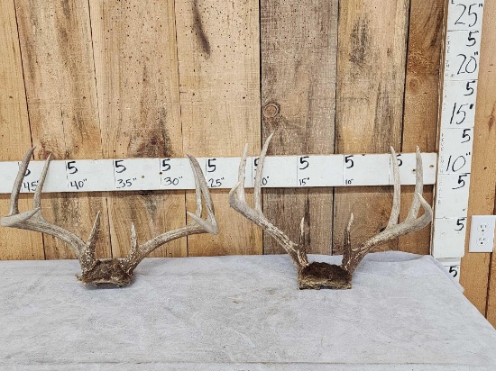 2 Sets Of Whitetail Antlers On Skull Plate