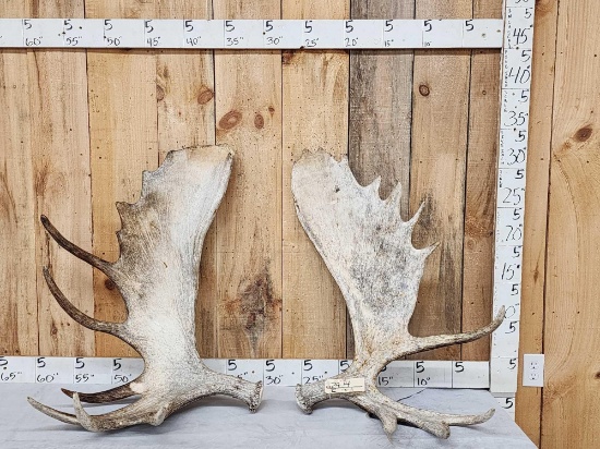 35 Lbs Set Of Alaskan Moose Shed Antlers