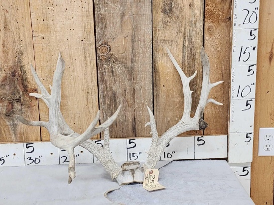 Gnarly Nontypical Whitetail Antlers On Skull Plate