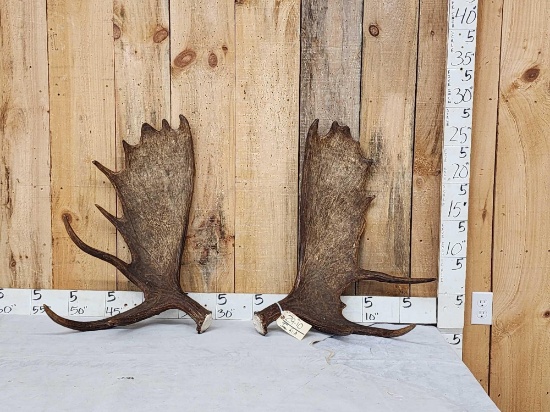 18.4 Lbs Set Of Alaskan Moose Shed Antlers