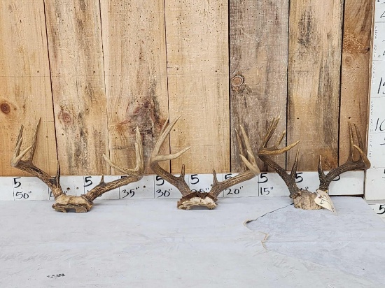 3 Sets Of Whitetail Antlers On Skull Plate