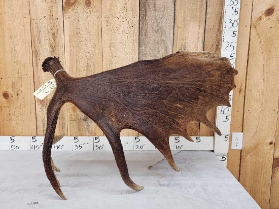 19.9 Lbs Alaskan Self Standing Moose Shed Antler