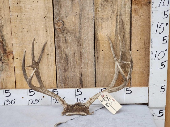 4x4 Mule Deer Antlers On Skull Plate
