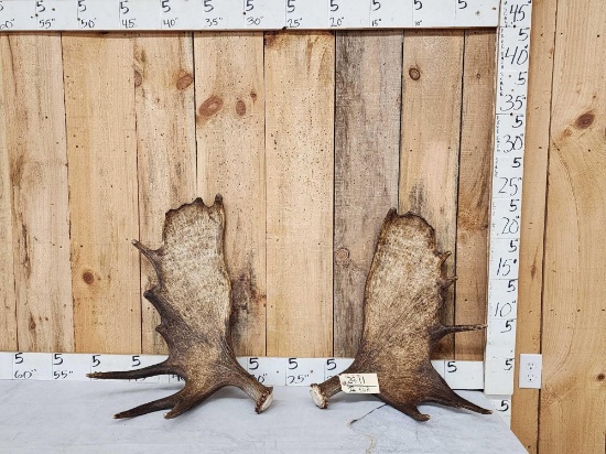 Set Of 15.8 Lbs Alaskan Moose Shed Antlers
