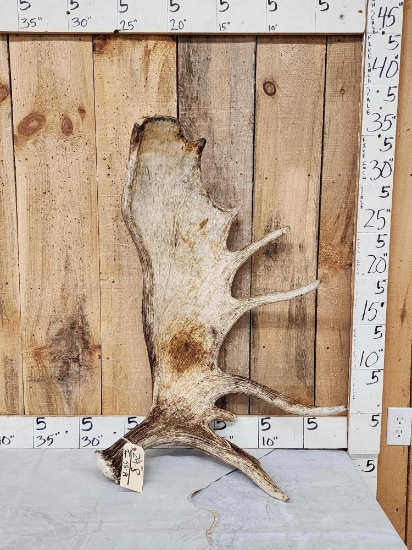 17.6 Lbs Alaskan Moose Shed Antler