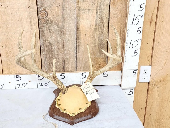 4x5 Whitetail Antlers On Plaque
