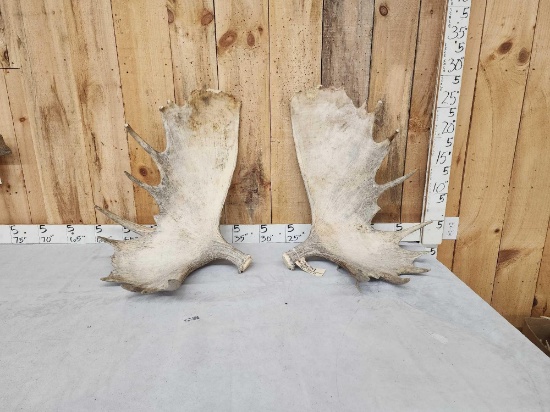 29 Lbs Set Of Alaskan Moose Antlers