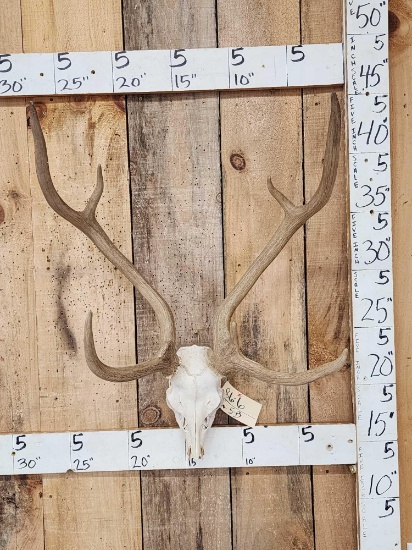 Axis Deer Antlers On Skull