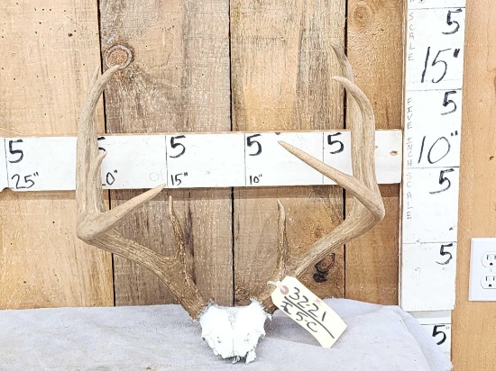 150 Class Whitetail Antlers On Skull Plate