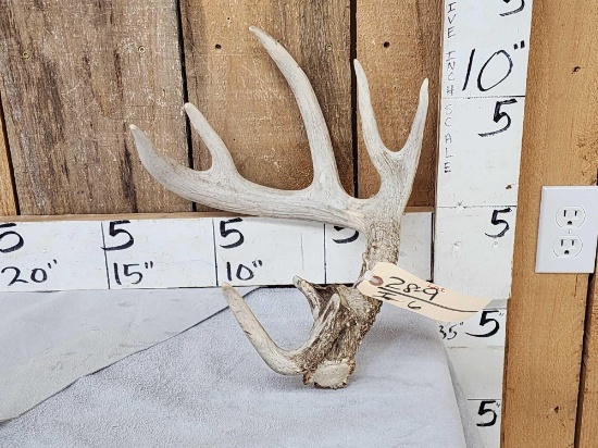 Freak Main Frame 5x5 Whitetail Shed Antler