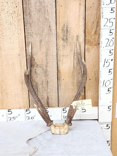 Rusa Deer Antlers On Skull Plate