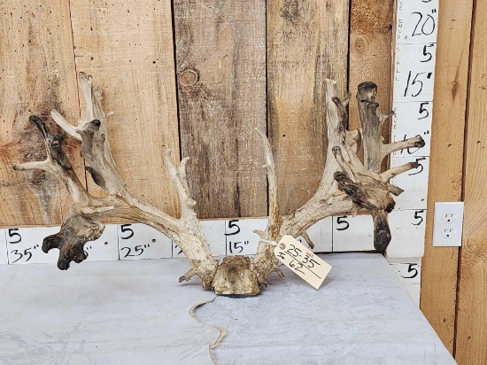 300 Class Whitetail Antlers On Skull Plate