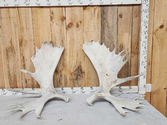 33.2 Lbs Set Of Alaskan Moose Shed Antlers