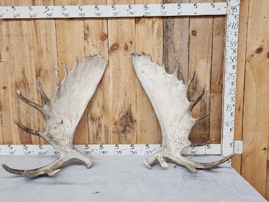 32.7 Lbs Set Of Alaskan Moose Shed Antlers
