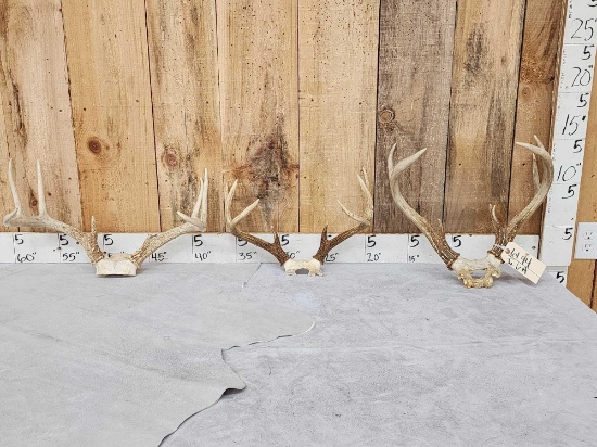 3 Sets Of Whitetail Antlers On Skull Plate