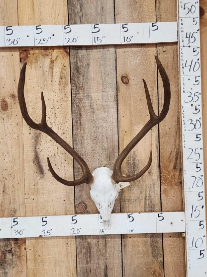 Axis Deer Antlers On Skull