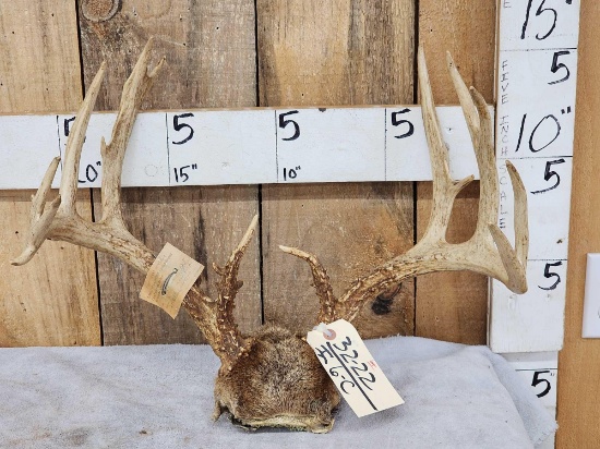150 Class Whitetail Antlers On Skull Plate