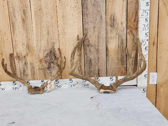 2 Sets Of Mule Deer Antlers In Velvet