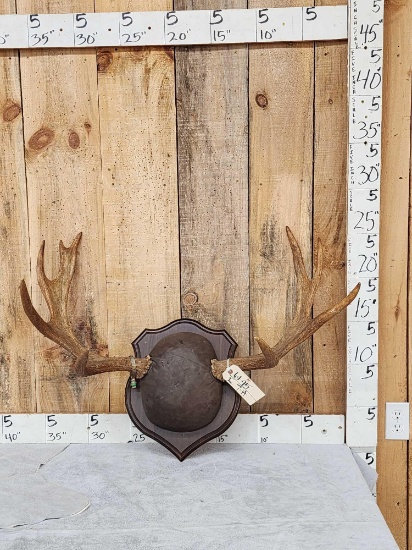 Moose Antlers On Plaque