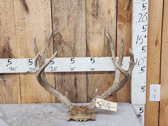 5x5 Mule Deer Antlers On Skull Plate