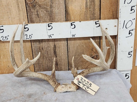 152" Whitetail Antlers On Skull Plate