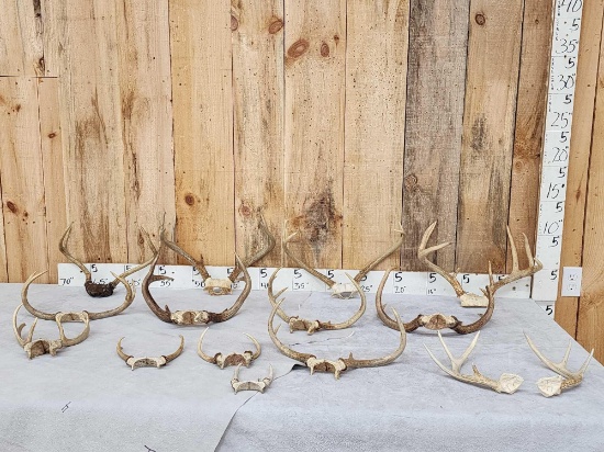 14 Sets Of Whitetail Antlers On Skull Plate