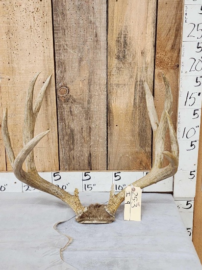 5x5 Mule Deer Antlers On Skull Plate