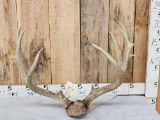 Big Mule Deer Antlers On Plaque