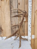7 Point Wild Montana Self Standing Elk Shed Antler