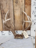 HEAVY MASS Wild 4x4 Whitetail Antlers On Skull Plate