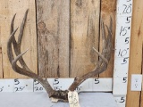5x5 Mule Deer Antlers On Skull Plate