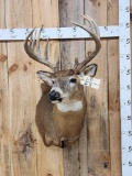 6x7 Whitetail Shoulder Mount Taxidermy