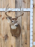 5x5 Whitetail Shoulder Mount Taxidermy