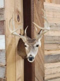 4x4 Whitetail Shoulder Mount Taxidermy