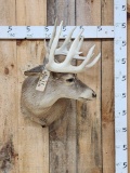 5x5 Whitetail Shoulder Mount Taxidermy