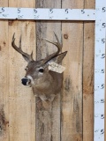 4x4 Coues Deer Taxidermy Mount
