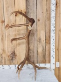 Freak 8 Point Self Standing Elk Shed Antler