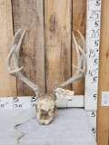 5x5 Mule Deer Antlers On Skull Plate