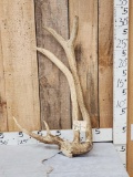 Freak Double Beam Elk Shed Antler