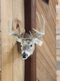 4x4 Whitetail Shoulder Mount Taxidermy