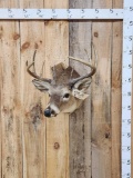 5x5 Whitetail Shoulder Mount Taxidermy
