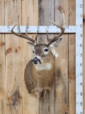4x4 Whitetail Shoulder Mount Taxidermy