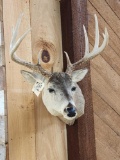 4x5 Whitetail Shoulder Mount Taxidermy