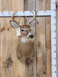 4x4 Whitetail Shoulder Mount Taxidermy