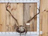 Caribou Antlers On Plaque