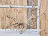 GIANT 470 Class Nontypical Elk Antler On Skull